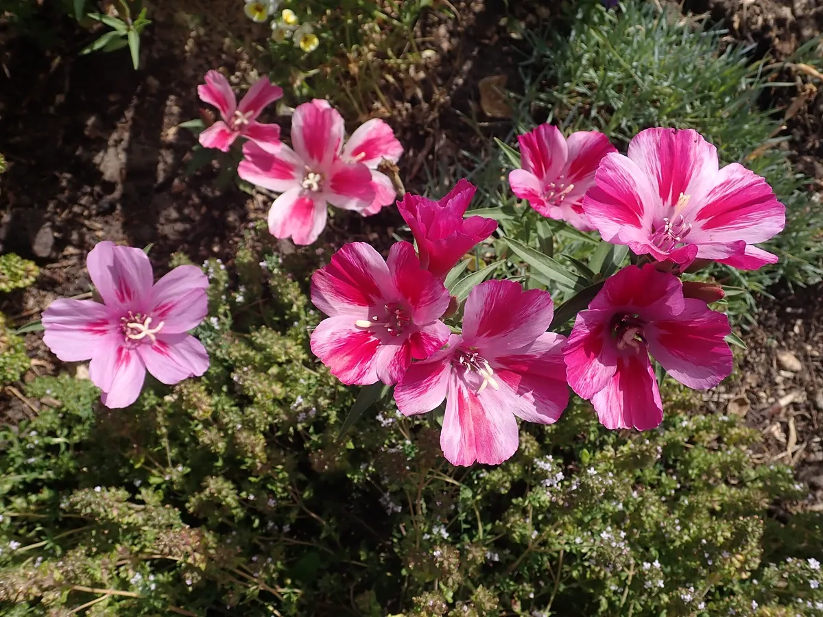 Pink and white Clarkia amoena flowers massed in a sunny garden bed