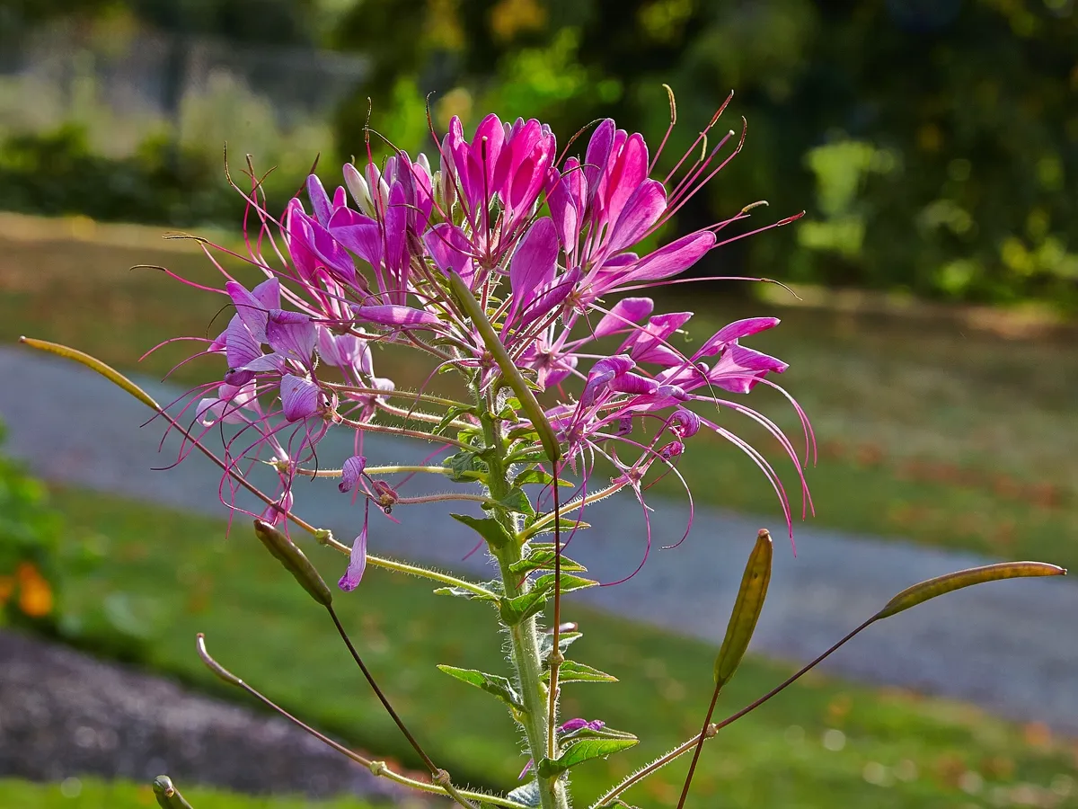 Pink cleome spider flower head with long stamens on a tall stem