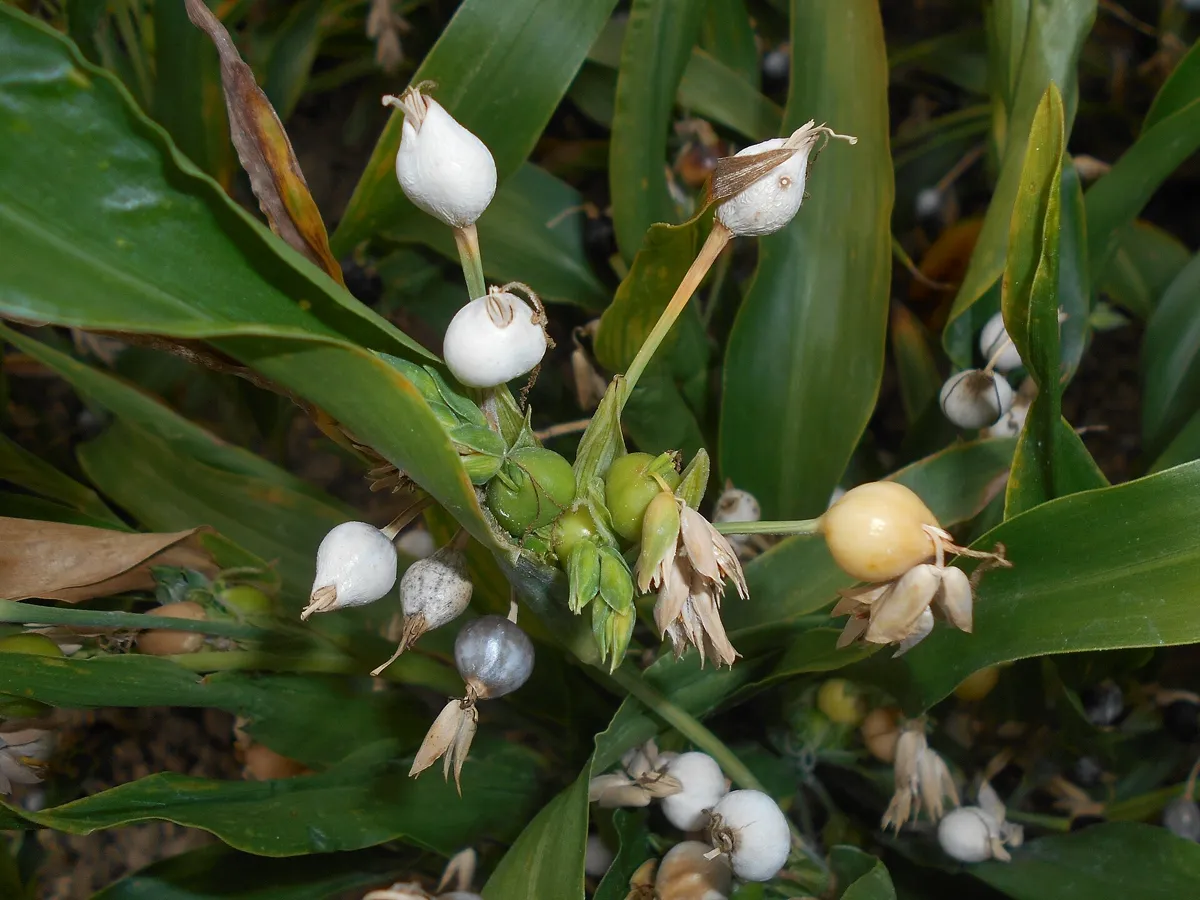 White Job's tears beads ripening on a green Coix lacryma-jobi plant
