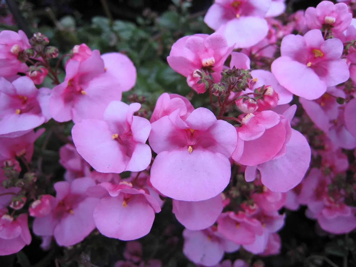 Soft pink twinspur flowers massed on a spreading garden plant