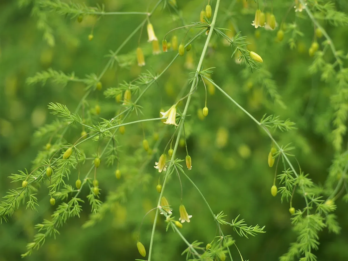 Feathery asparagus fern with small yellow bell flowers on arching stems