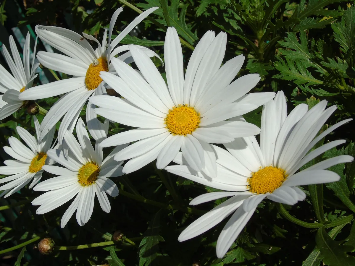 White petalled blooms with golden centres on a clump of Leucanthemum superbum