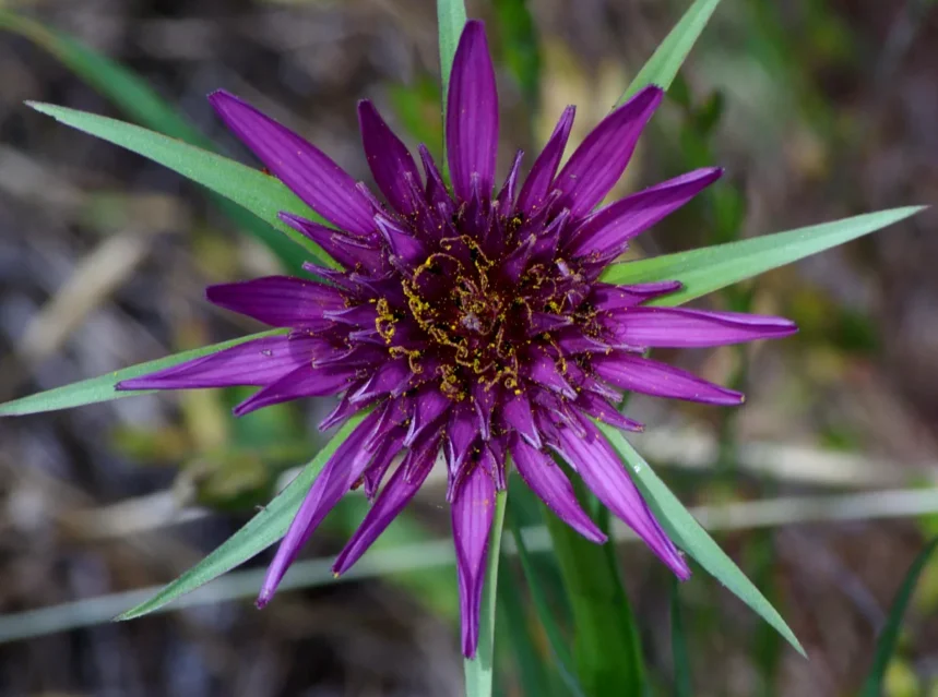 Purple salsify flower with violet ray florets and long green bracts extending past the petals