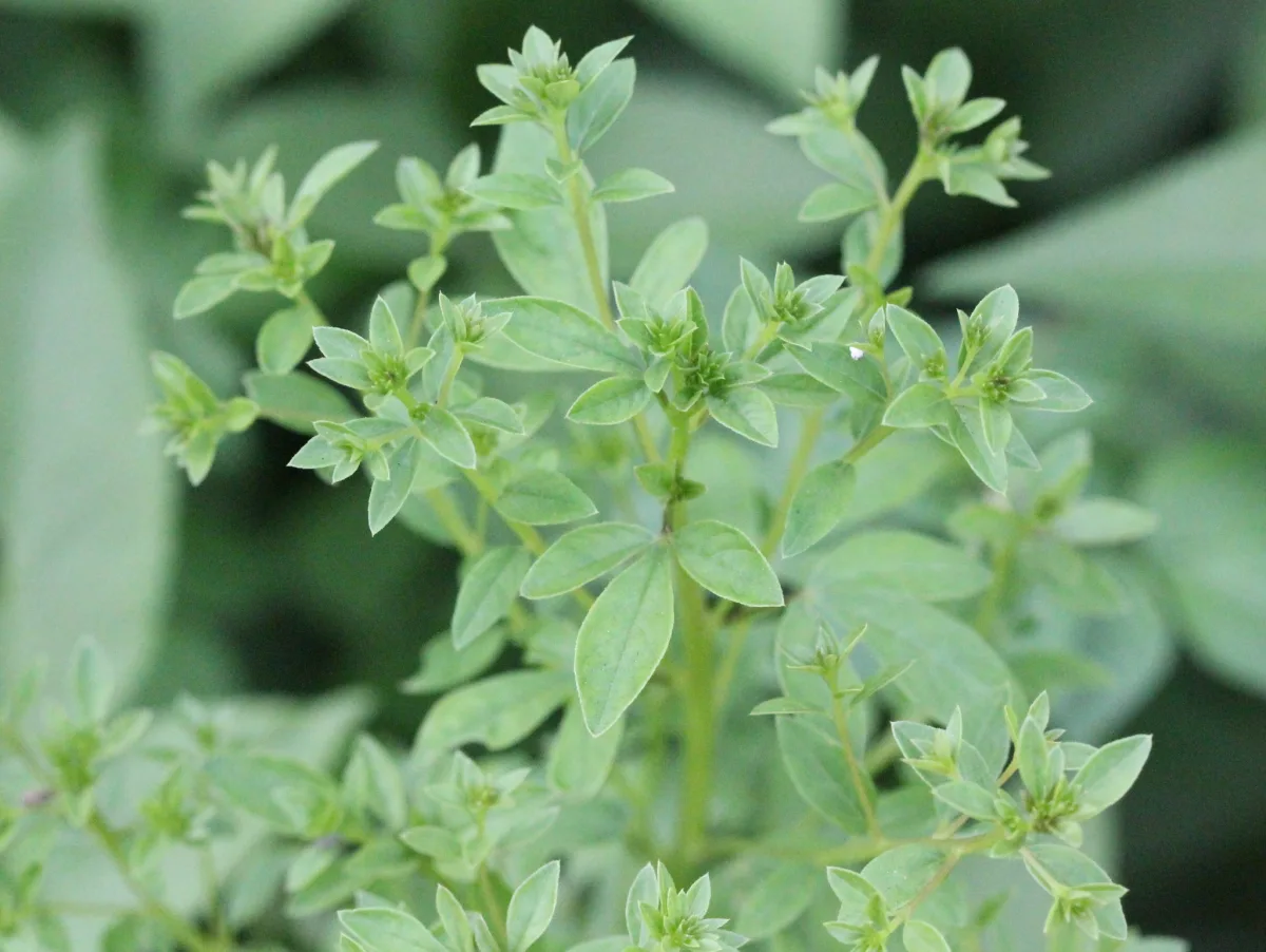 Marjoram Seeds