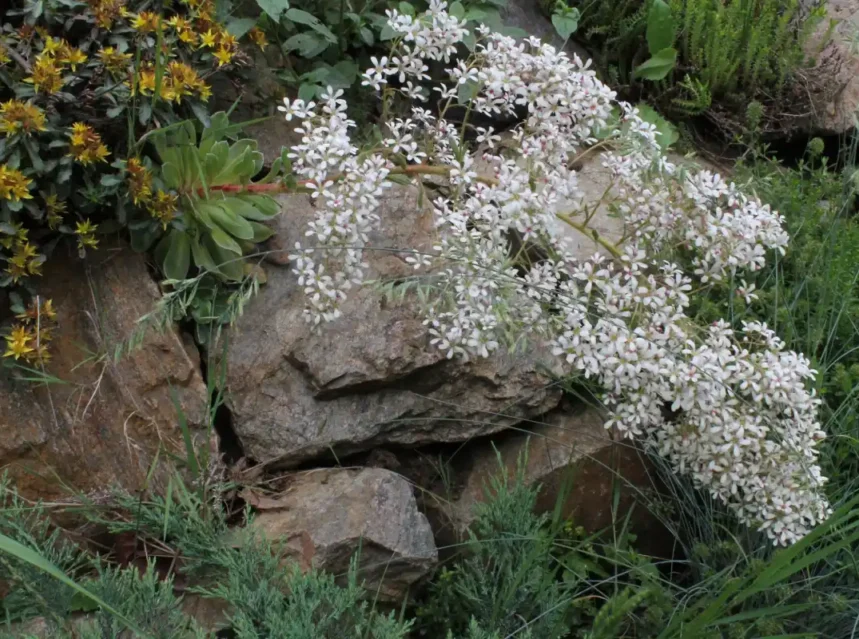 Saxifraga rockfoil seeds — arching plume of white rockfoil flowers spilling over rocks in an alpine rock garden