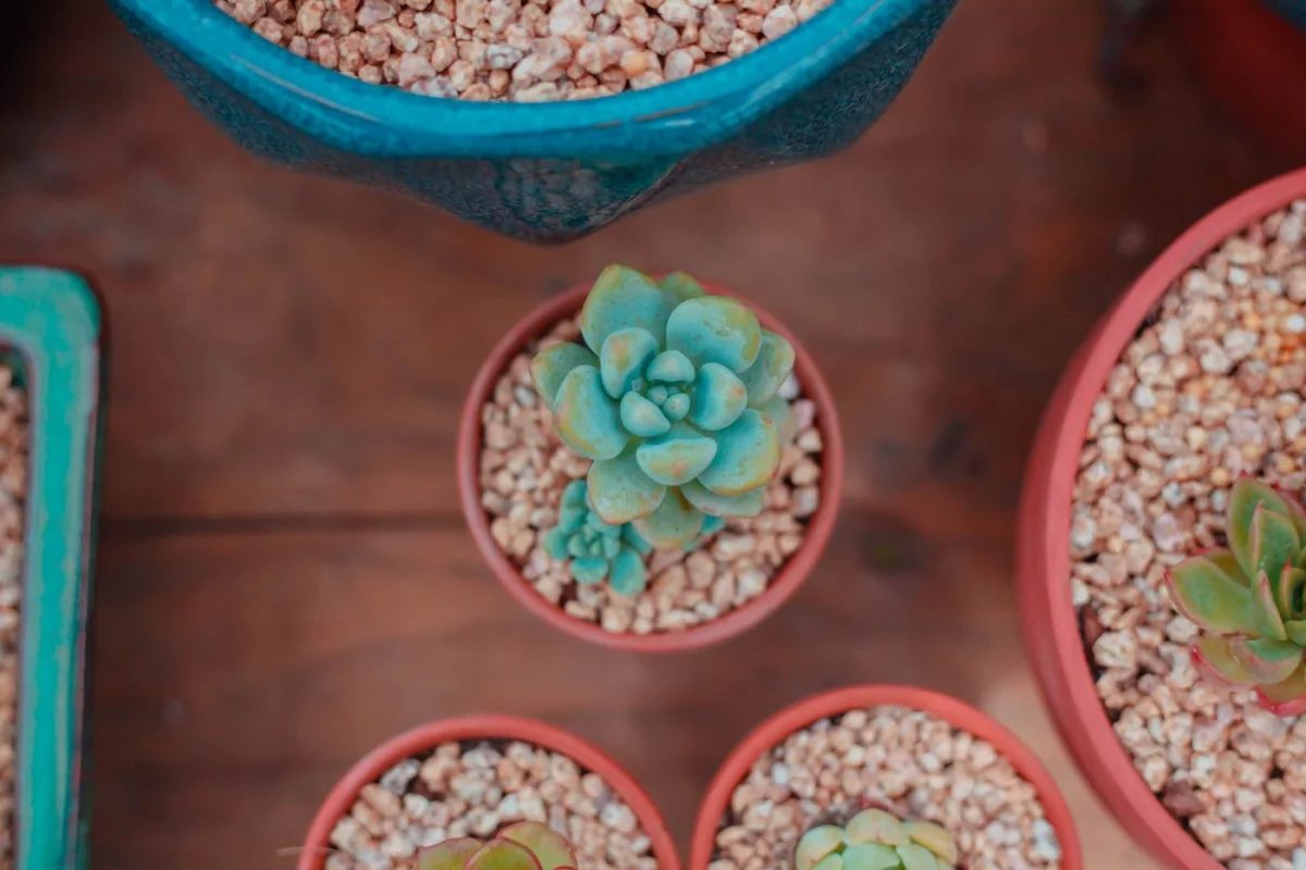Best Soil for Succulents