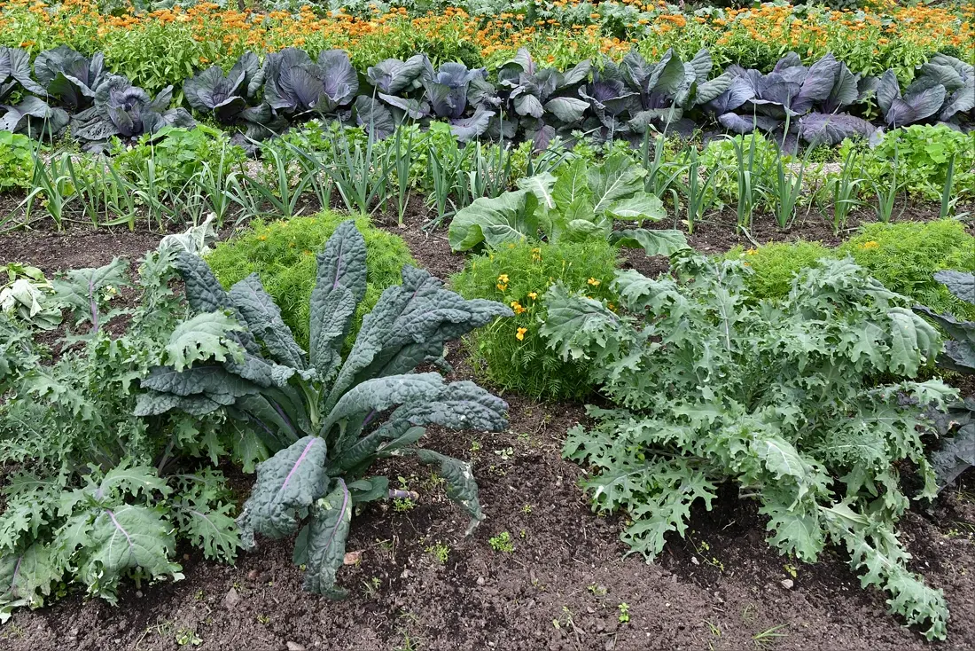 Best Soil for Vegetable Garden
