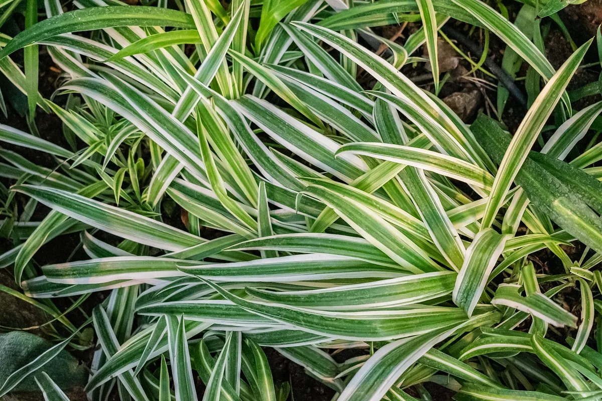 Why Are My Spider Plant Leaves Curling? Causes and Fixes