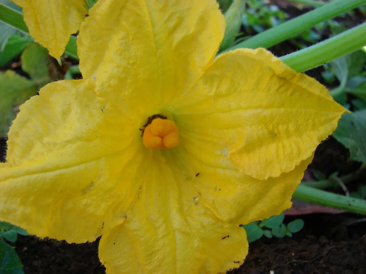Why Are My Zucchini Not Fruiting? 5 Causes and Fixes