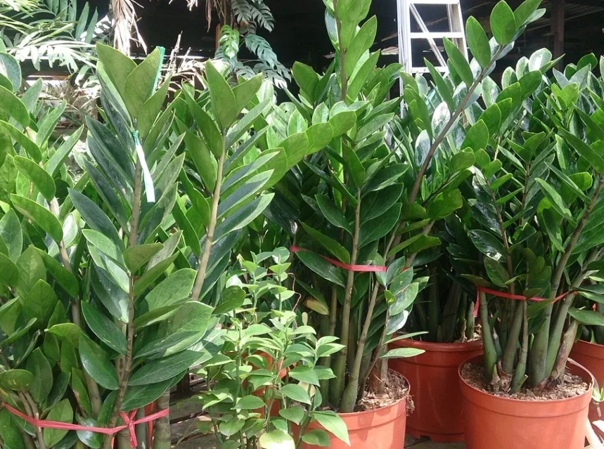 Why is my zz plant not growing — several potted ZZ plants with upright glossy stems standing together