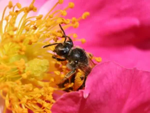 How to Attract Pollinators to Your Garden (Bees & Butterflies)