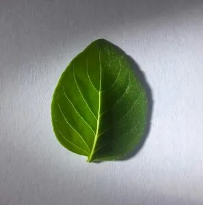 How to Grow Basil (For Bushy Plants & Endless Leaves)