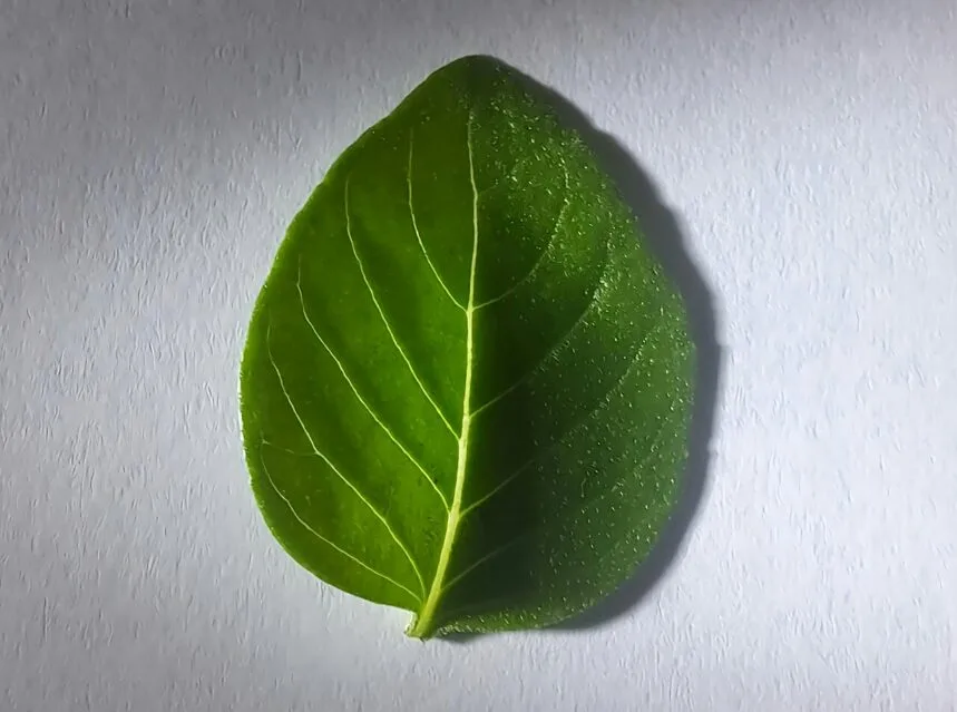 A bushy basil plant ready to harvest