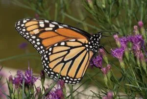 Best Flowers to Attract Butterflies (Create a Butterfly Garden)