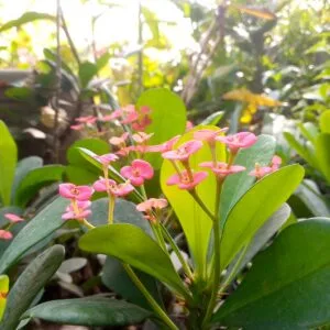 10 Best Indoor Plants for Beginners (Hard to Kill)