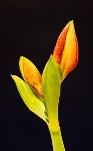 12 Best Indoor Plants for Low Light (That Are Hard to Kill)