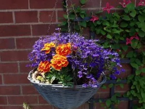Best Flowers for Hanging Baskets (& How to Keep Them Blooming)