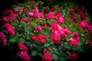 How to Grow Roses for Beginners (Easier Than You Think)