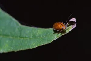 Organic Pest Control for the Garden: Natural Methods That Work