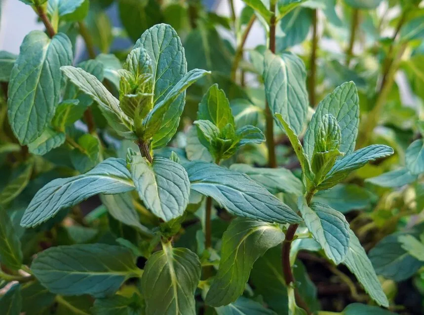 A lush mint plant in a pot