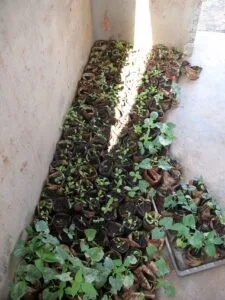 No-Dig Gardening: The Complete Beginner’s Guide