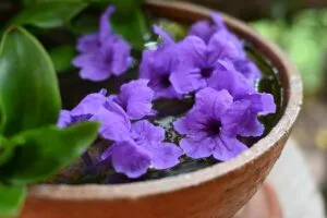 Container Gardening for Beginners: How to Grow in Pots