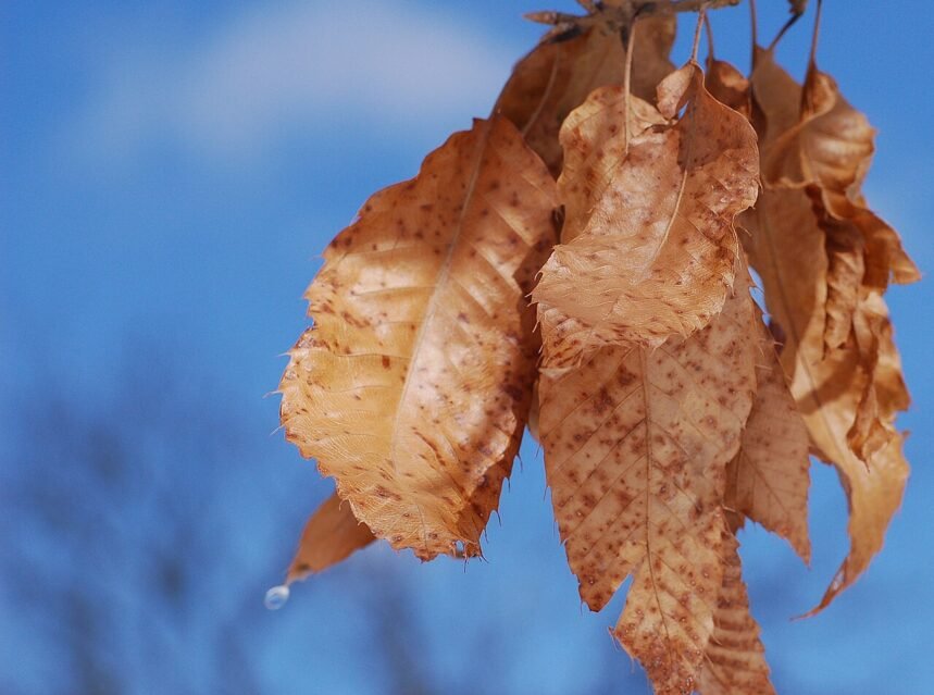 A plant with browning leaves being diagnosed