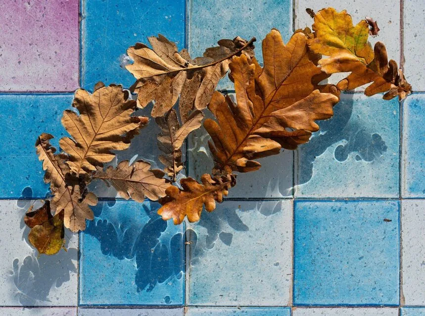 A plant with yellowing leaves being diagnosed