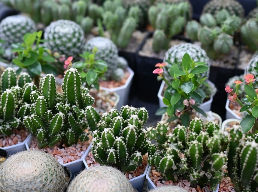 A water-wise drought-tolerant garden