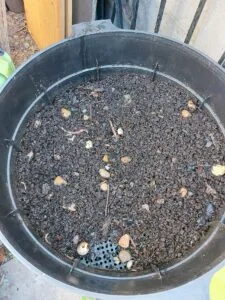 Worm Composting (Vermicomposting) for Beginners