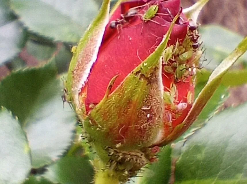 Aphids clustered on a plant stem