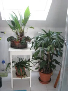 Best Bathroom Plants (That Love Humidity & Low Light)