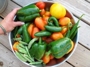 15 Best Vegetables to Grow for Beginners (Easy & Productive)