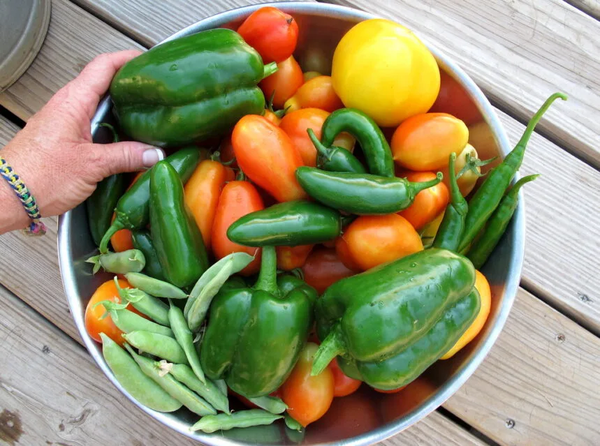 Hands holding a steel bowl of just-picked bell peppers, jalapenos, tomatoes and bean pods over a wooden deck