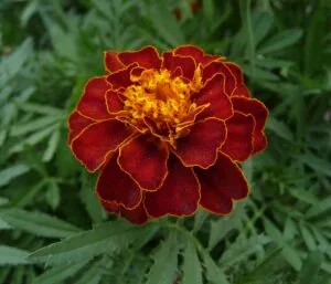 How to Grow Marigolds (Easy Flowers That Protect Your Garden)