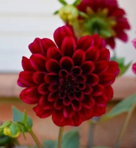 How to Grow Dahlias (Spectacular Blooms Until Frost)
