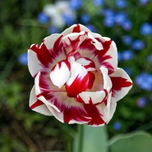 How to Grow Tulips & Spring Bulbs (Plant in Fall, Bloom in Spring)