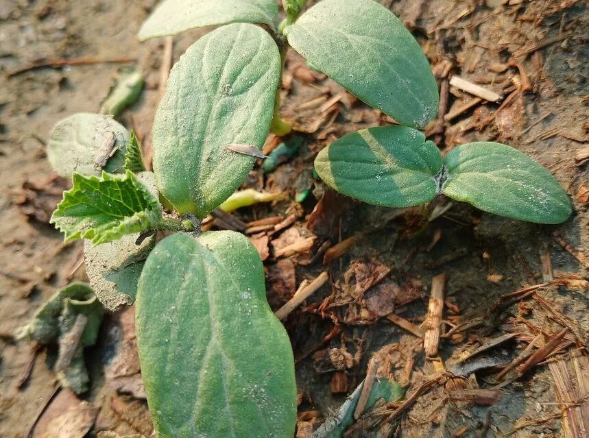 Cucumbers growing on a vine in the garden
