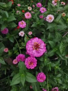 How to Deadhead Flowers (For Months of Extra Blooms)