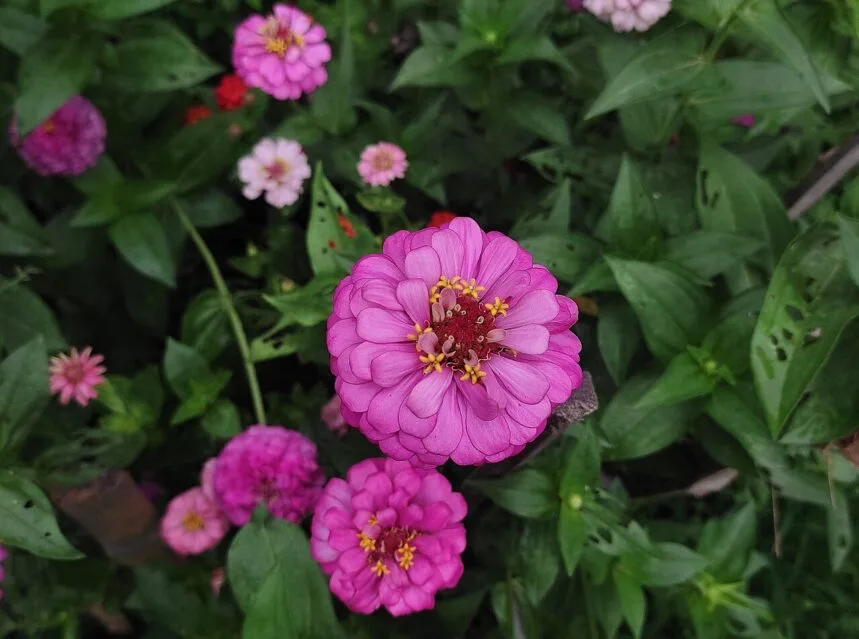 How to deadhead flowers — deadheading faded flowers in the garden