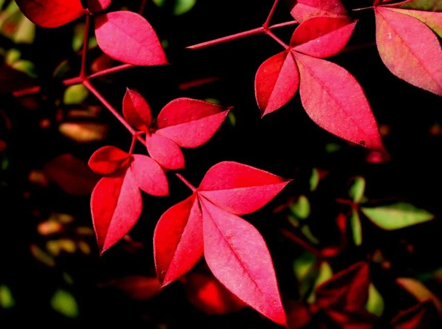 Shrub foliage turned deep crimson in autumn, lit against a dark background