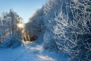 How to Protect Plants from Frost (Simple, Effective Methods)