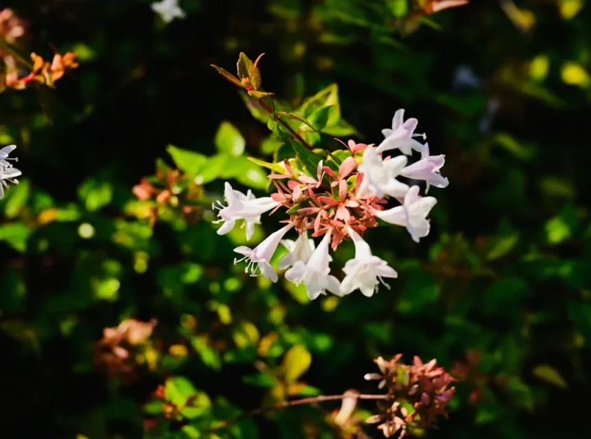 Abelia
