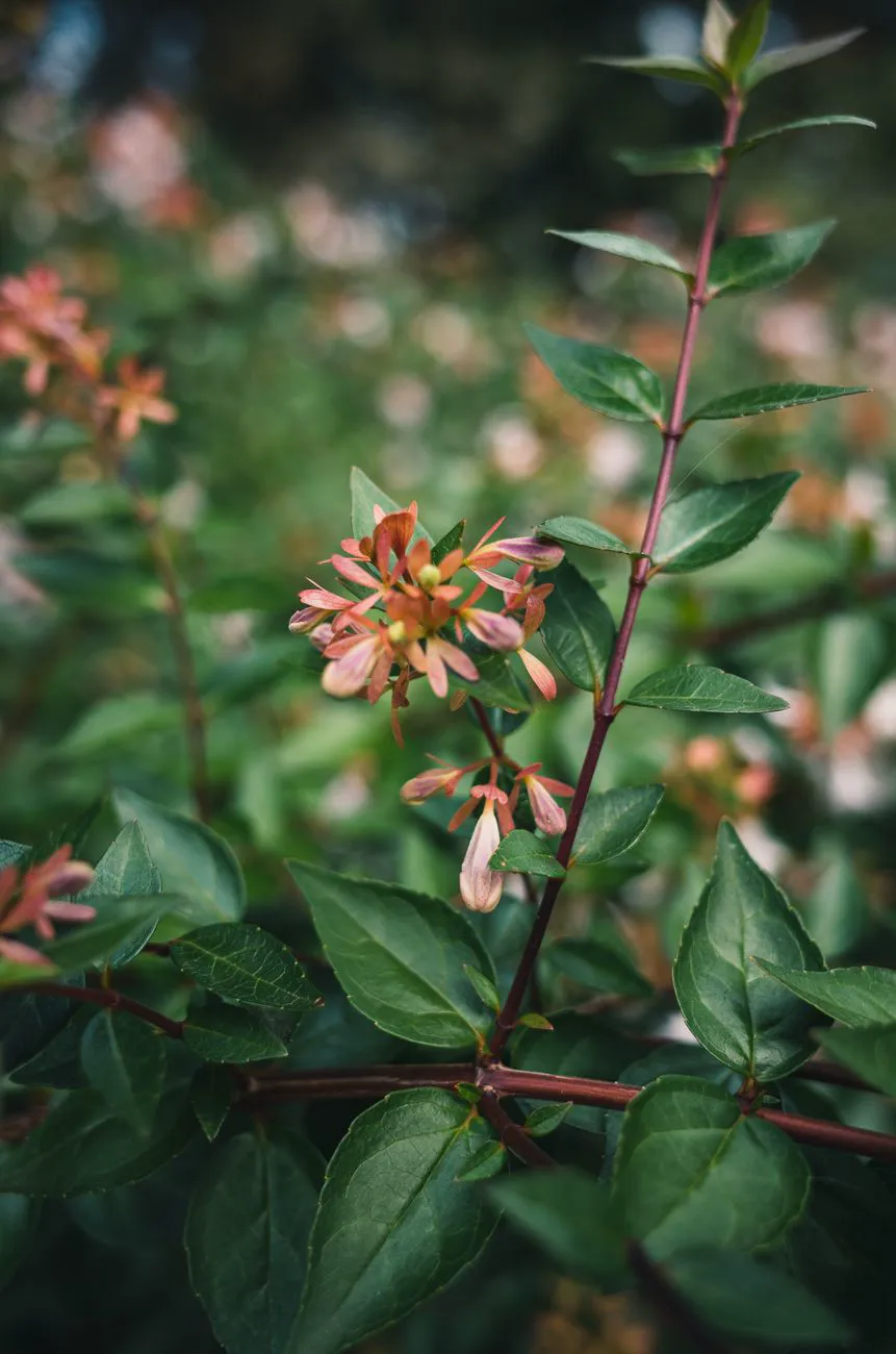 Close-up of an abelia flower in bloom.