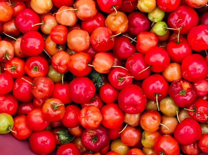 Close-packed pile of freshly picked red and orange acerola cherries with short green stalks