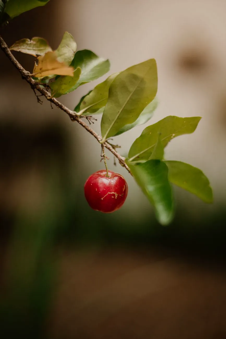Single ripe red acerola cherry hanging from a Barbados cherry branch
