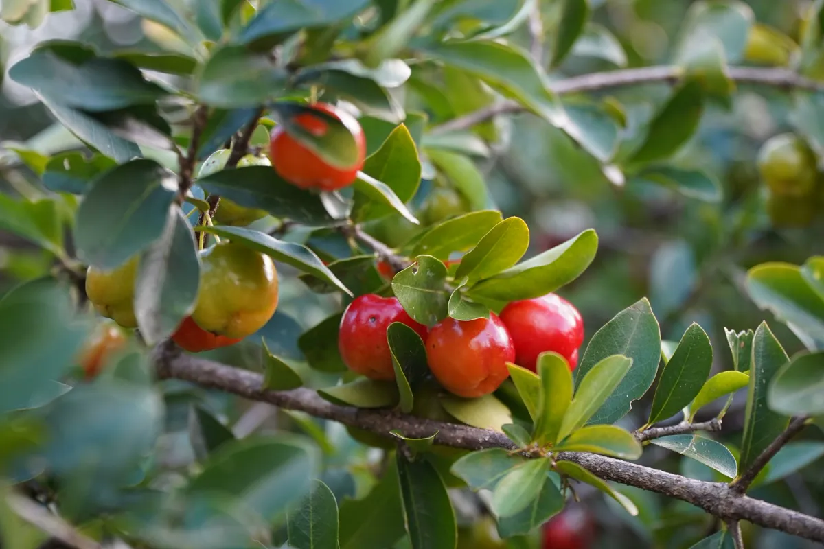 Bright red ripe acerola cherries clustered on a leafy Barbados cherry bush