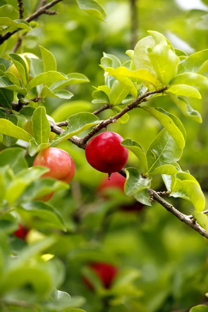Ripe red acerola cherry on the bush among bright green leaves