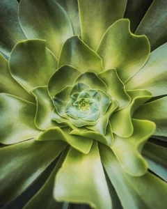 How to Grow Aeonium