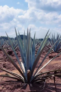 How to Grow Agave
